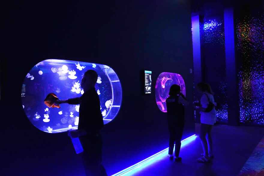 An employee cleans a display at the Jellyfish Museum, a facility that is home to about 20 unique species of jellyfish found in Florida and other parts of the world, Friday, Aug. 14, 2026, in Pompano Beach, Fla.