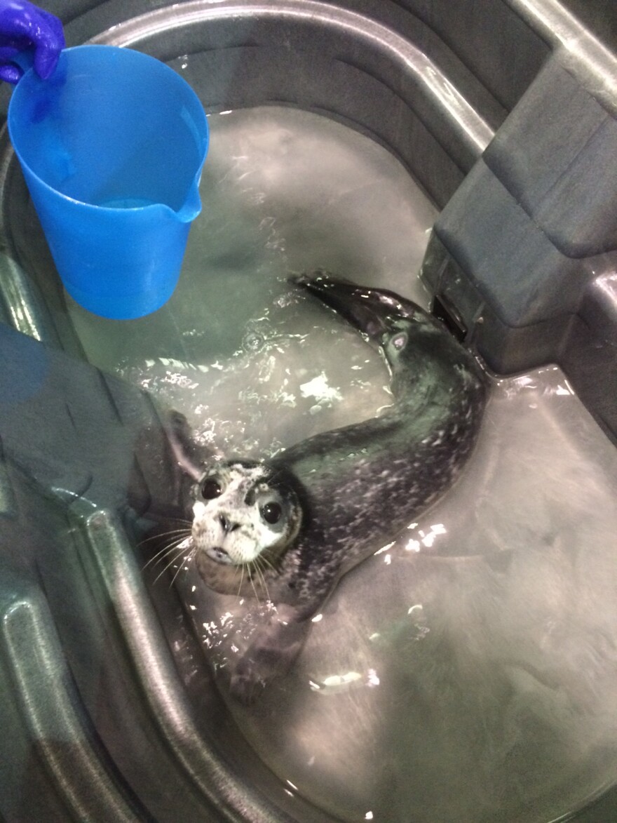 Seal pup in a tub at Marine Mammals of Maine.