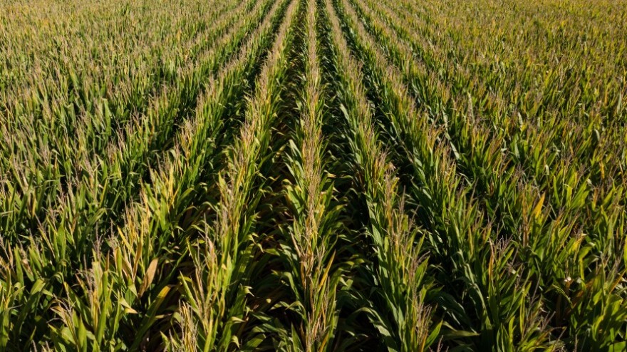 Rows of corn blow in the wind on a September morning days before the harvest in central Illinois.