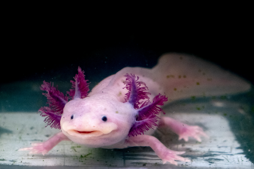 How do axolotls regrow parts of their bodies–including their brains? | Vermont Public