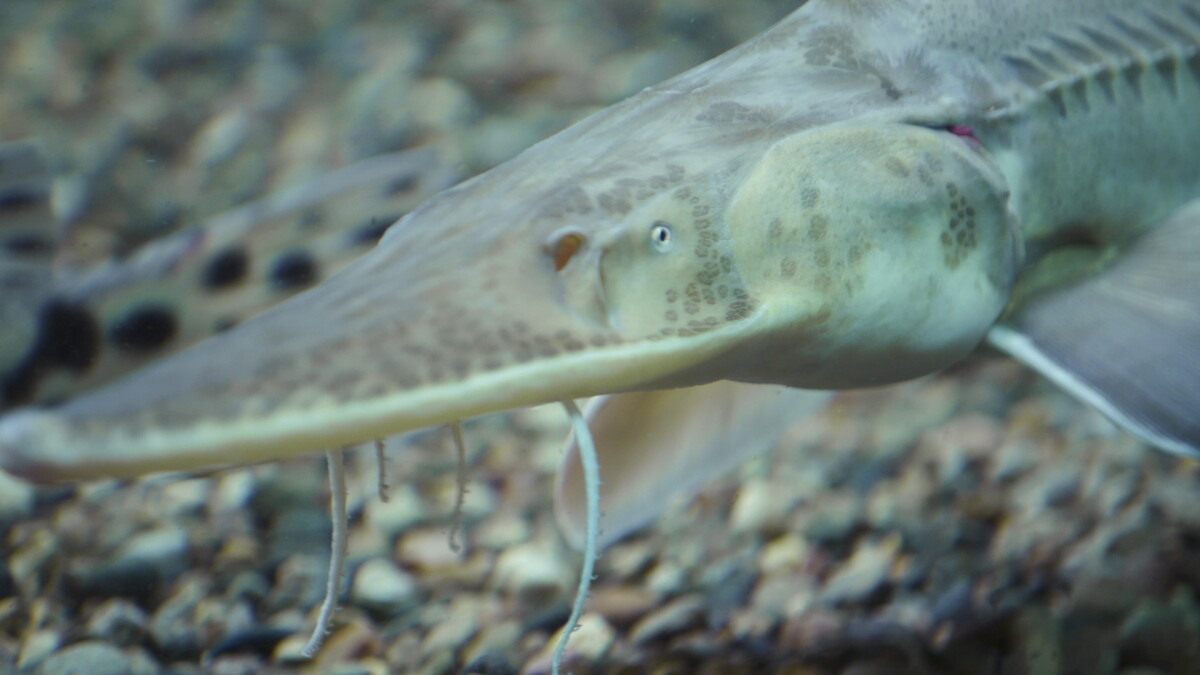 Pallid sturgeon could be a warning on the Missouri River | KCUR - Vimarsana News