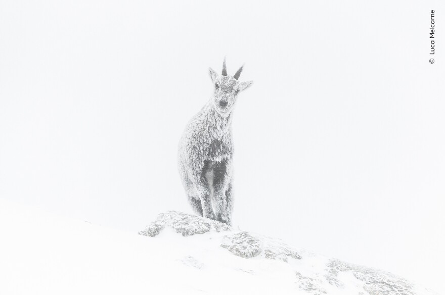 <strong>Rising Star Portfolio Award: </strong><em>Alpine exposure. </em>Vercors Regional Natural Park, Rhône-Alpes, France. Melcarne skied six hours across a national park and spent a night in a temporary shelter to get early access to ibex territory. He thawed his camera with his breath to take this portrait.