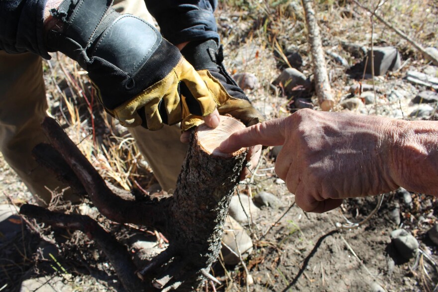 Scientists are studying trees by the banks of the Crystal River in western Colorado as they work to increase protections for the river. Peter Brown and David Cooper examine the cross-section of a spruce tree and estimate its ring count.