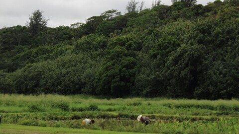 Family members working on the kalo farm located in Lumahaʻi, Kauaʻi.