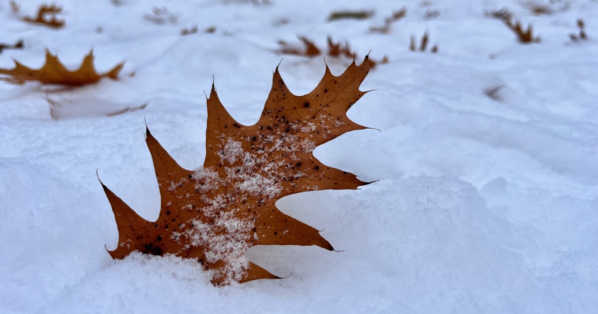 Why do some oaks still have leaves in January?