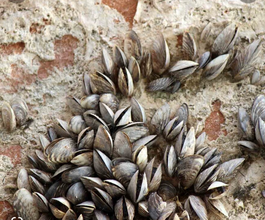 The quagmire of the quagga mussels in Utah water's