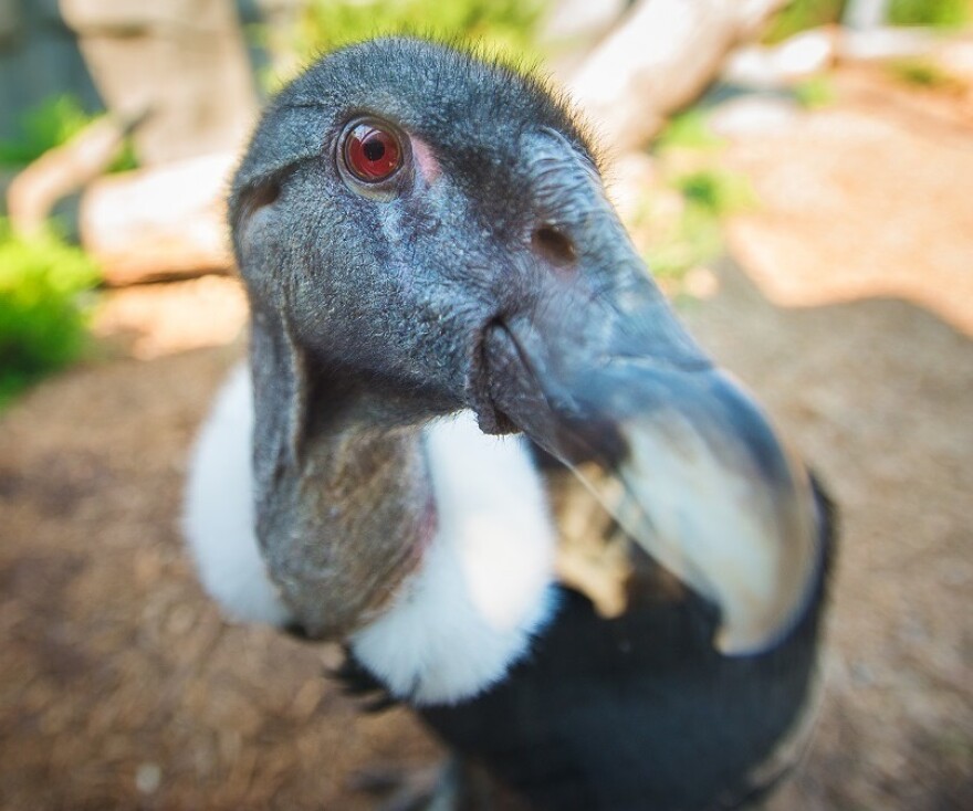 The National Aviary's female Andean Condor, Lianni.