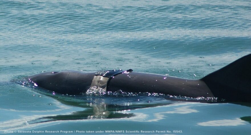 Dolphin in water 