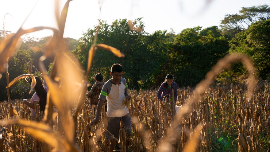 Pablo Rivera, renal failure patient, harvests corn in his family’s field alongside his wife and two younger daughters in Hule Chacho, El Salvador.