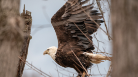 bald eagle