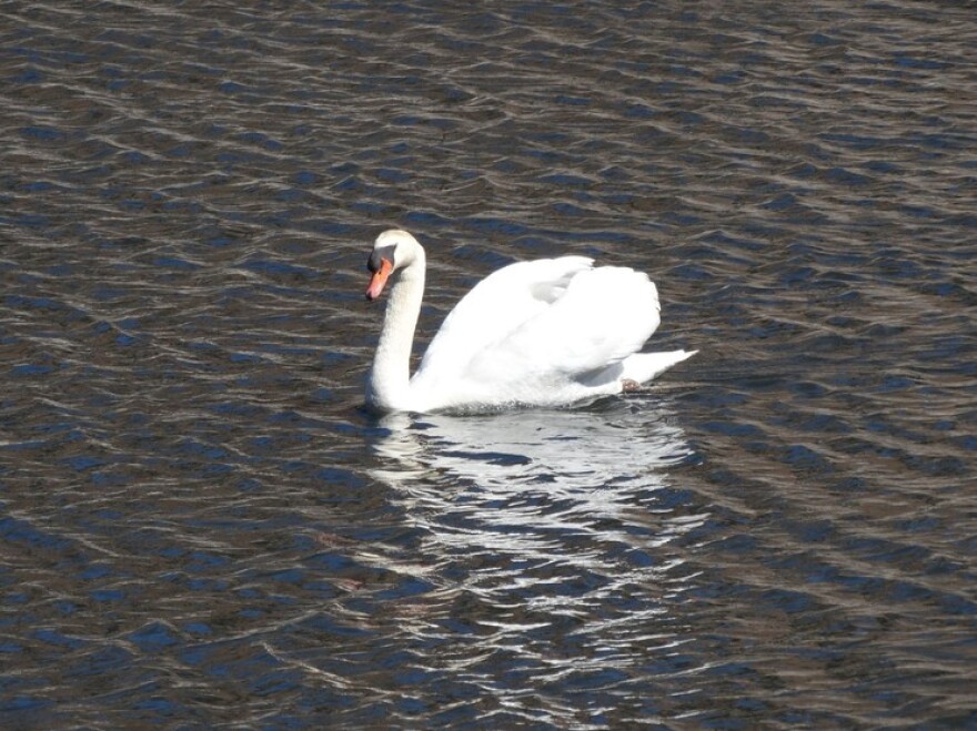 Zeus, a white male swan, floating on Manzanita Lake.