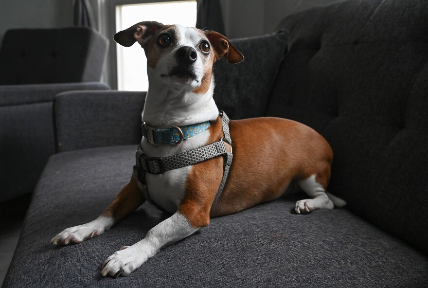 Nick Nack’s dog, Rick, sits on a couch on Sunday, April 6, 2025, at The Center Project in Columbia. Nack said Rick, who is a 4-year-old dachshund and Chihuahua mix, is one of the most constant presences in his life. “He's a very good boy, and he comes to work with me. So, I work in mental health; he comes to my office with me every day to see clients. He is very emotionally supportive and cute, and he likes attention,” Nack said. “He is really constant for me. He comes to work with me, he's at home with me. He's basically always with me. And it's really helpful and grounding for me to have that constant, especially when there's a lot going on that's really stressful, but … because my work is really important to me.”
