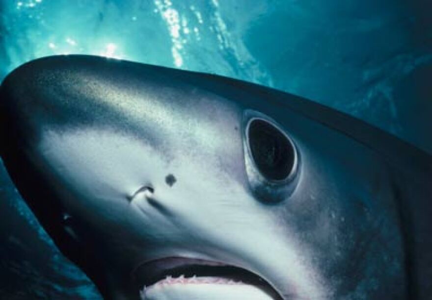 A Shark’s Sense of Smell | WYPR