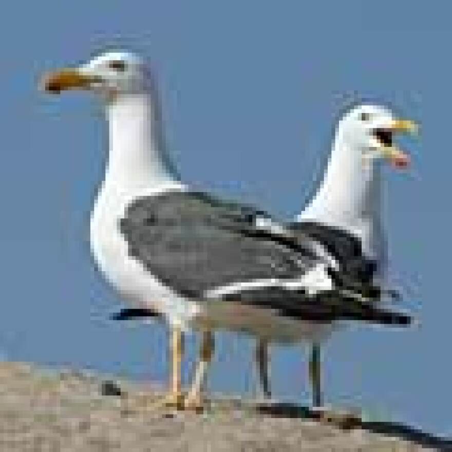 A pair of yellow-legged gulls on an Espiritu Santo Island beach scold the crew of the Gus D for coming too close to their nest.