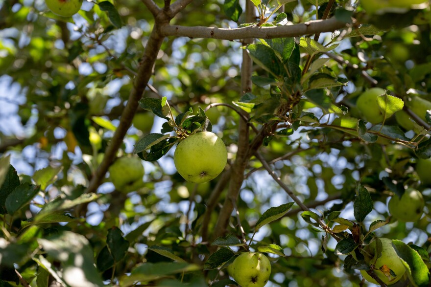 Before he decides to put hundreds of trees in his orchard on Mount Warner in Hadley, Massachusetts, cider marker Jonathan Carr is experimenting with an apple variety typically grown in the South, the Old Fashioned Limbertwig. 