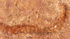 A fossil of the newly-identified species, Arrakiscolex aasei, named after the fictional planet in the novel “Dune” which is inhabited by massive armored worms. 