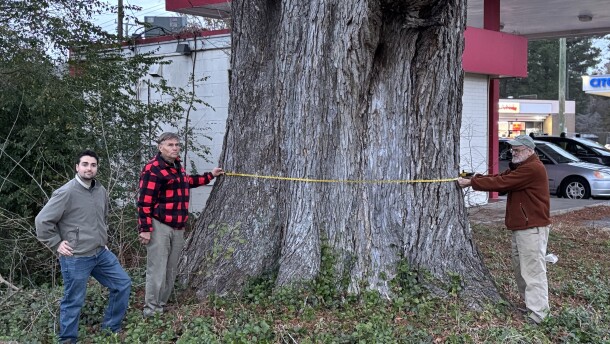 From left: Dylan Kania, Byron Carmean and Gary Williamson, collectively known as the "Tree Amigos," demonstrate measuring Virginia's national champion American elm in Chesapeake on Thursday, Dec. 4, 2025.