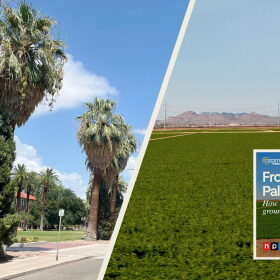 Tapped Date Palms Afalfa 8/28/24