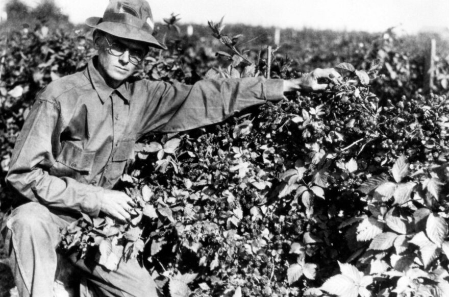 Walter Knott tending berries, 1948.