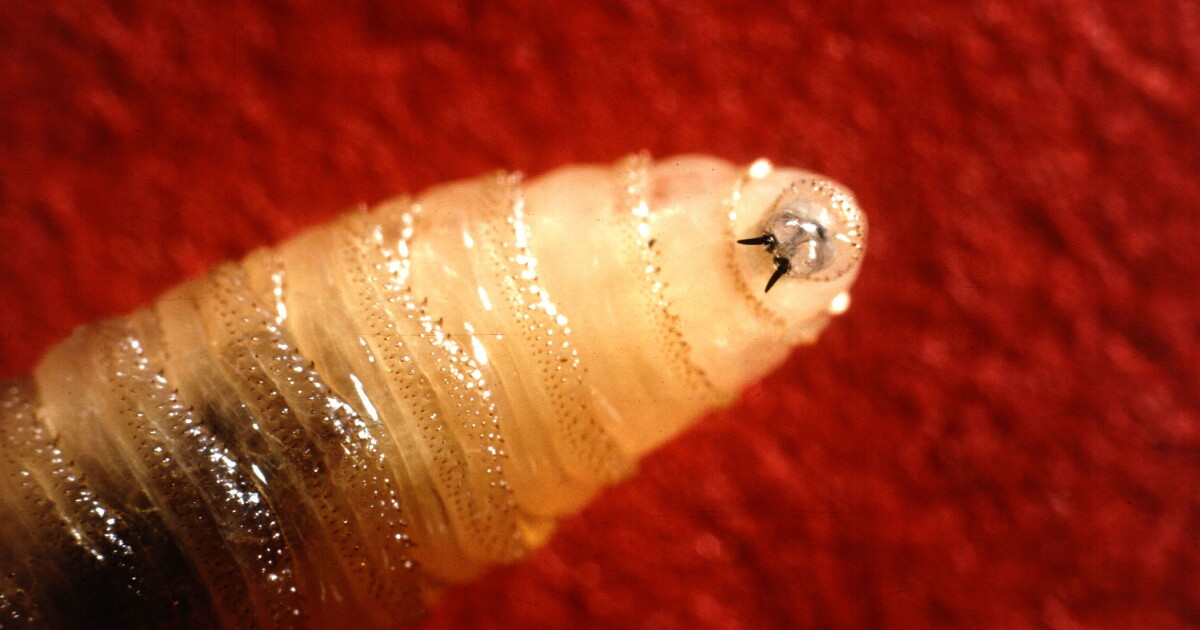 New world screwworm puts Florida horse and livestock owners on alert