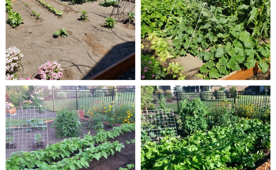Before and after pictures of Norm's amazing garden!