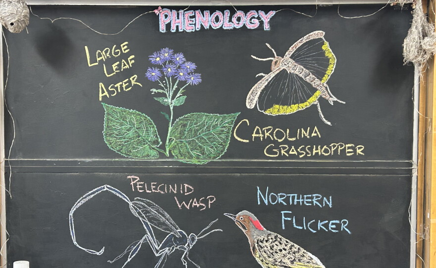 Chalk illustrations show a large-leaf aster, Carolina grasshopper, Northern Flicker, and pelecinid wasp.