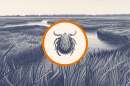 Cases of babesia have been diagnosed on the Eastern Shore and in the mountains of Southwest Virginia.