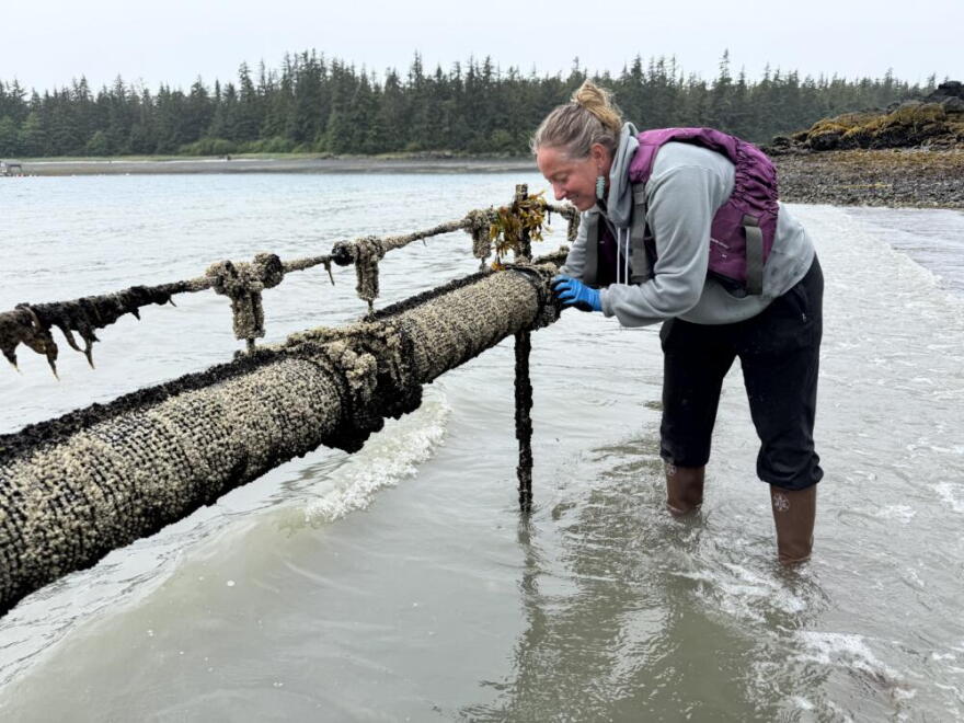 Meta Mesdag, owner of Salty Lady Seafood Company, inspects oyster cages exposed by low tide. (Chris Bentley/Here & Now)