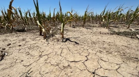 Many corn fields in western Kansas, like this one just outside of Garden City, were parched by the drought in 2022. But deciding what characterizes a drought as regional climate changes, is not an easy task.