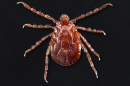 The longhorned tick, also known as Haemaphysalis longicornis.