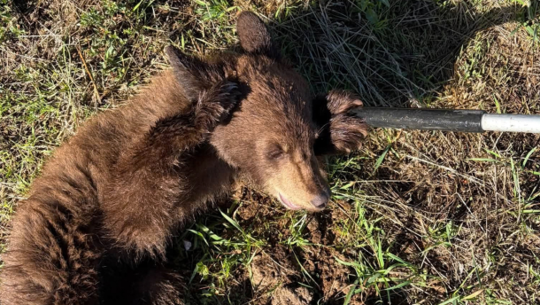 A bear cub was found near the Heber airport Sept. 23, 2026.