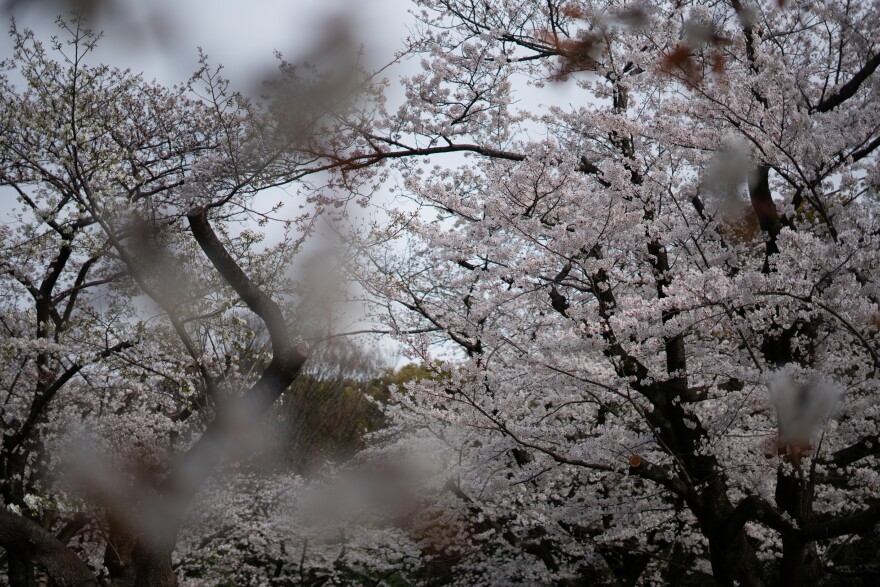 Last year the cherry blossoms drew more than 8 million foreign visitors.