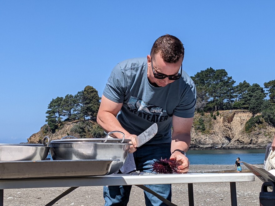 A man working at a table on a beach, preparing to break open a red urchin using an ab iron, a tool that looks like a cross between a large dull knife and a small pry-bar.