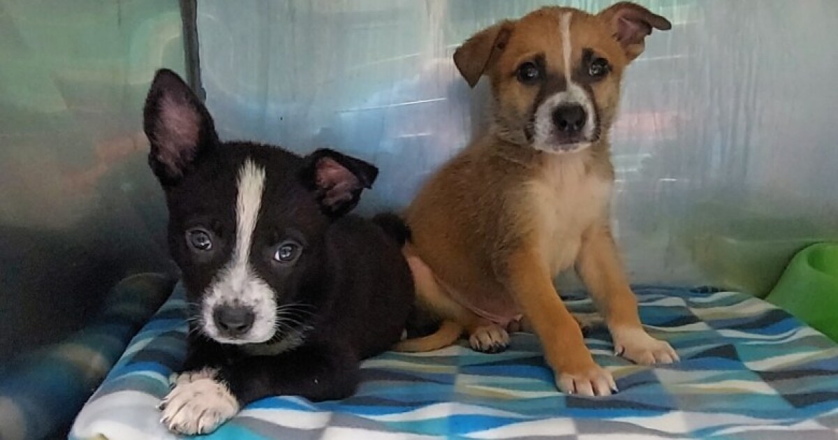 Rural animal shelter in Bedford rescues “bridge puppies” from Guthrie Creek