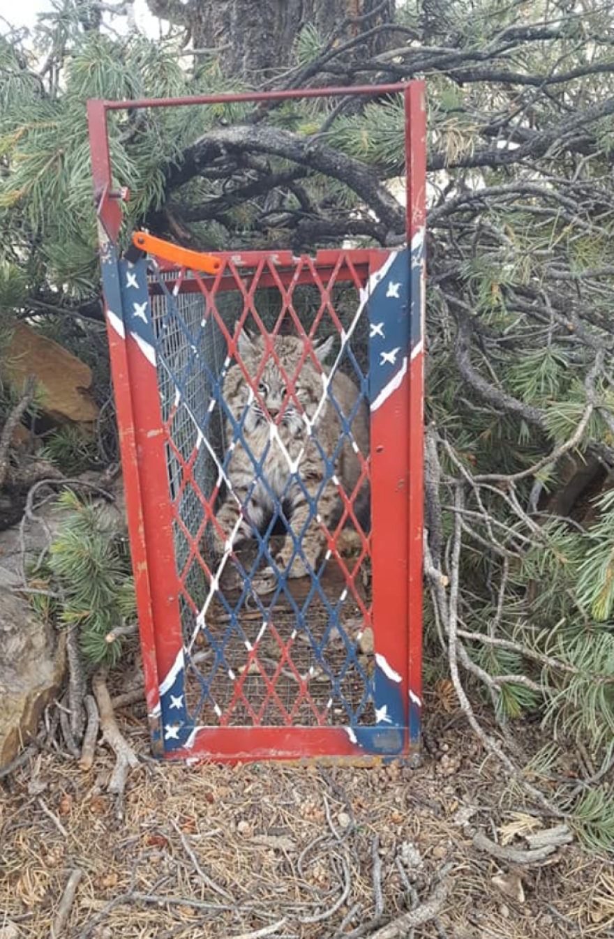 Bobcat caught in a trap