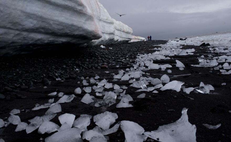 Pieces of thawing ice are scattered along the beachshore at Punta Hanna, Livingston Island, Antarctica.