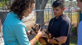 At East High School in Kansas City, students in the agriculture program help care for urban farms and herds of goats, chickens, turkeys and more.