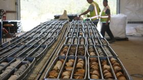 Justin Andrew and Gregory Larson work examining and classifying core samples at the Donlin Mine on Aug. 11, 2022. The hill outside the building holds the gold deposit that would be mined if Donlin goes into production. The mine is controversial, and opponents have filed legal challenges to key state permits and authorizations for the project.