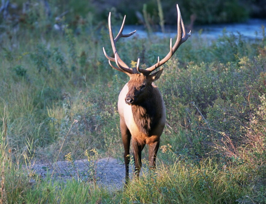 Elk. 