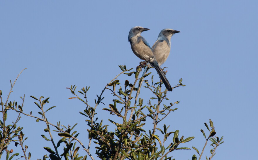 Two Florida scrub-jays stand on top of brush.
