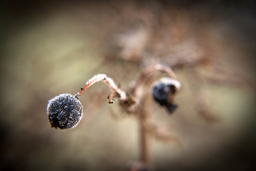 Frozen berry