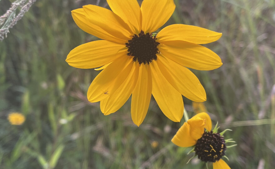 The Pepper Ranch Preserve in Pepper Ranch Preserve in Immokalee is also experiencing a native sunflower bloom. A period for viewing the 2025 annual bloom event of native Southeastern sunflowers is available at https://tinyurl.com/PepperRanchSunflowers.