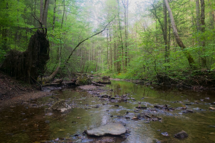 A photo of a rocky creek in central Kentucky. The creek runs down the middle of the screen vertically, with vibrant green trees on either side. The trees are reflected in the water. The water in the foreground is clear, and rocks can be seen beneath the surface.