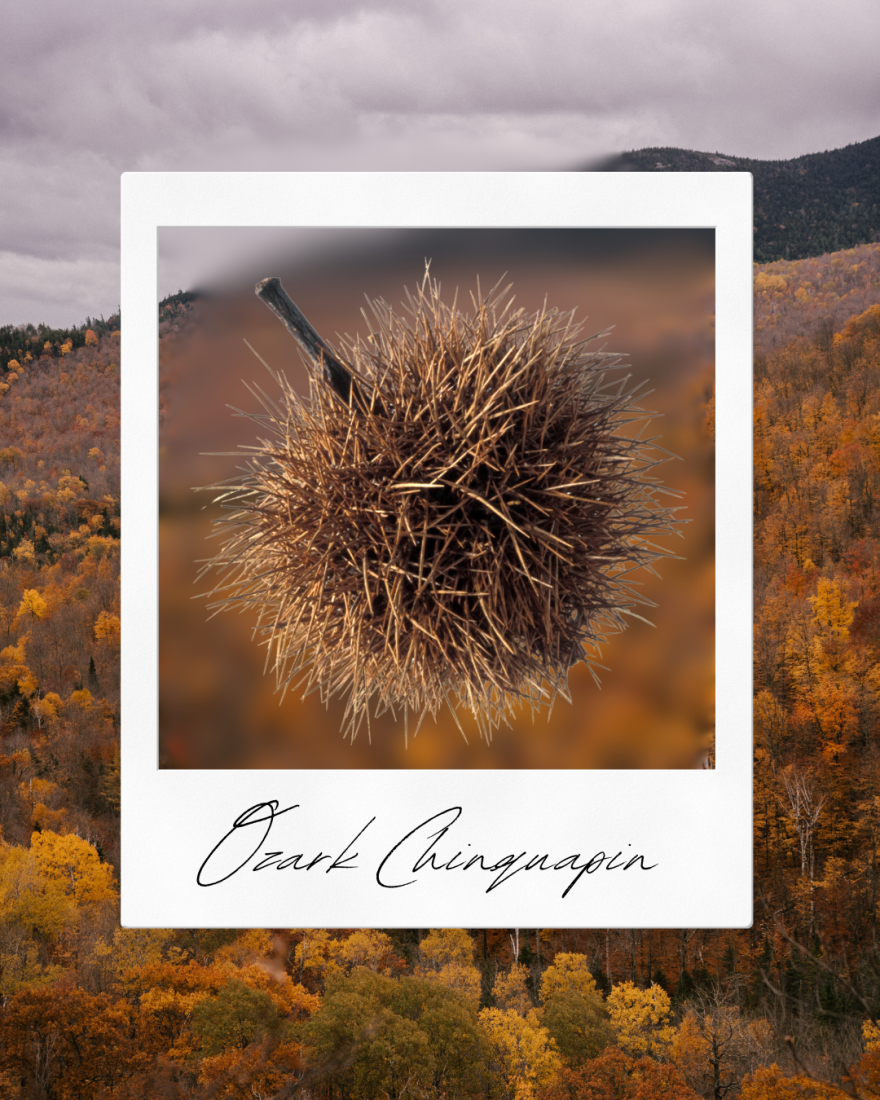 An Ozark Chinquapin chestnut/photo provided by the Missouri Department of Conservation/illustration by Jess Balisle