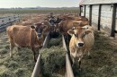 Cows on the Little Brown Cow Dairy farm in Delavan.