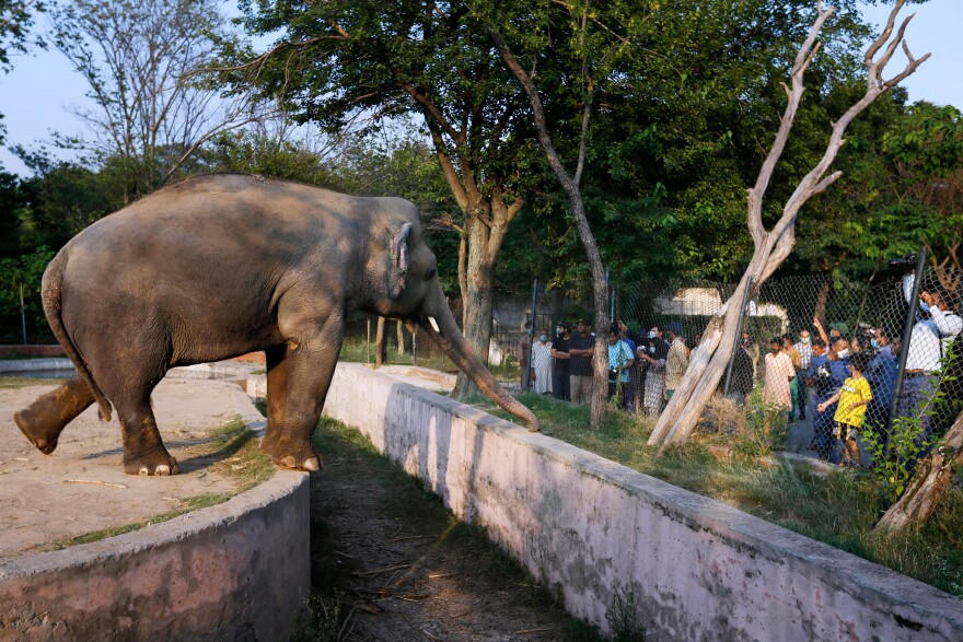 Officials and journalists look at Kaavan at the Islamabad zoo in July.