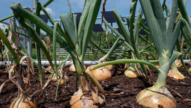 Onions planted near and under 42 solar panels at Piedmont Environmental Council’s Community Farm at Roundabout Meadows in Aldie, VA, are ready to harvest. The site is a pilot project by PEC to integrate solar energy and crop farming.