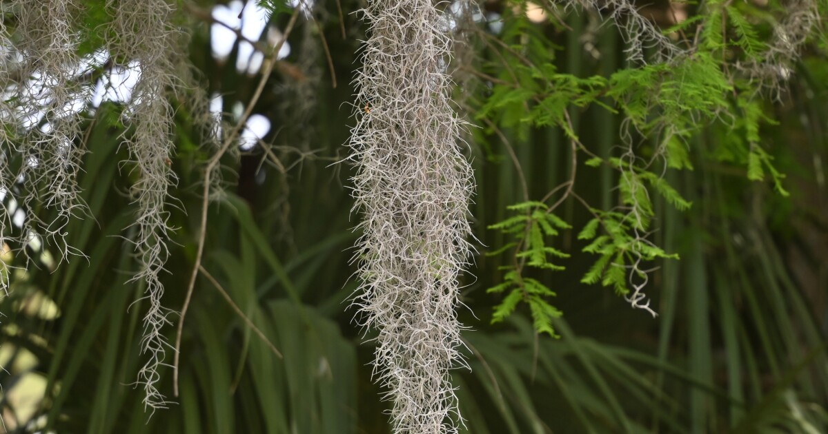 Introduction to Spanish Moss