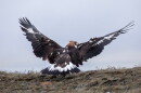 A brown, white and black golden eagle prepares to lift off the ground.