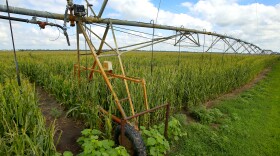 Corn is a key source of biofuel. Fertilizing it releases a potent greenhouse gas into the air, so the federal government had approved research to grow corn with less fertilizer. The funding is now paused.